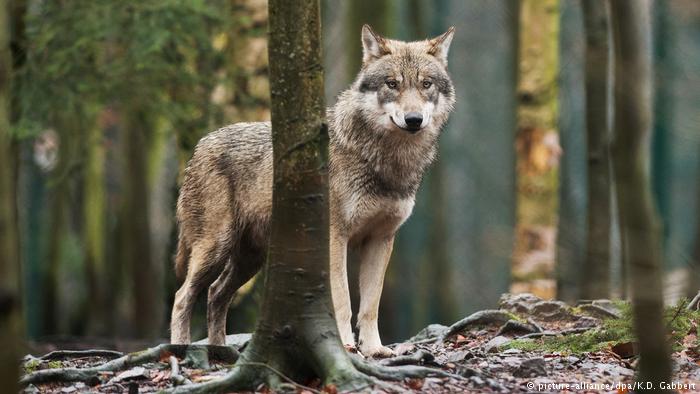 Wolve DW 2.17.2019