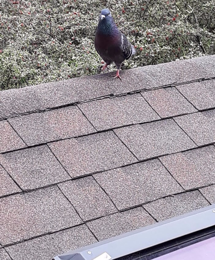 bird-on-the-roof-5.12.2019-e1557722713235.jpg