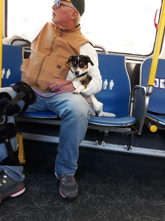Dogs on Muni II 5.20.2019