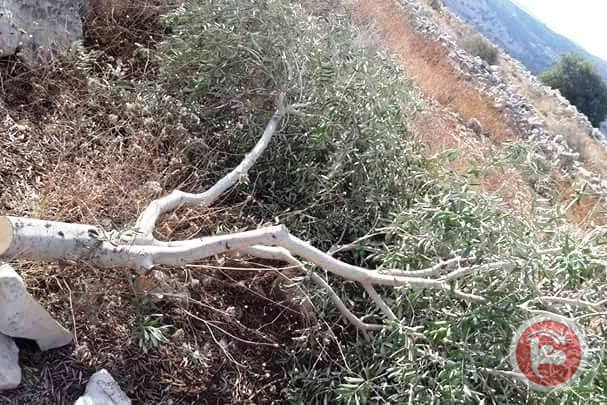 Olive Trees 5.5.2019