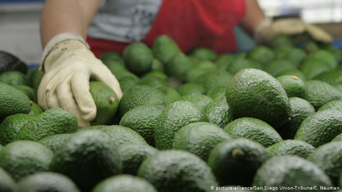 Guacamole II 7.22.2019