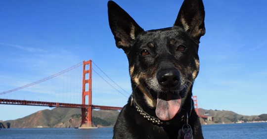 Dog Fight II 10.23.2019.jpg