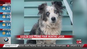 Dog found II 4.21.2020