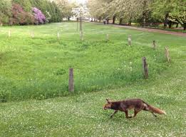 Foxes in Berlin II 7.27.2020.jpg