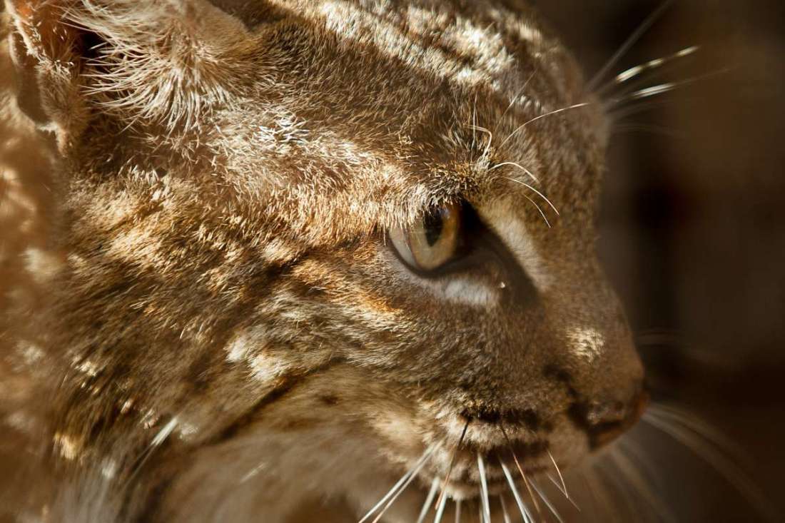 Mendocino animal kill II 7.14.2020.jpg