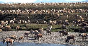 alaska wildlife refuge I 8.17.2020.jpg