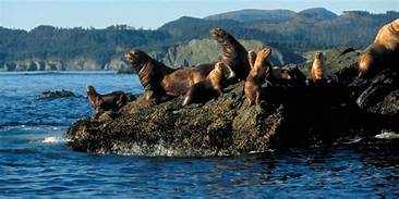 alaska wildlife refuge II 8.17.2020