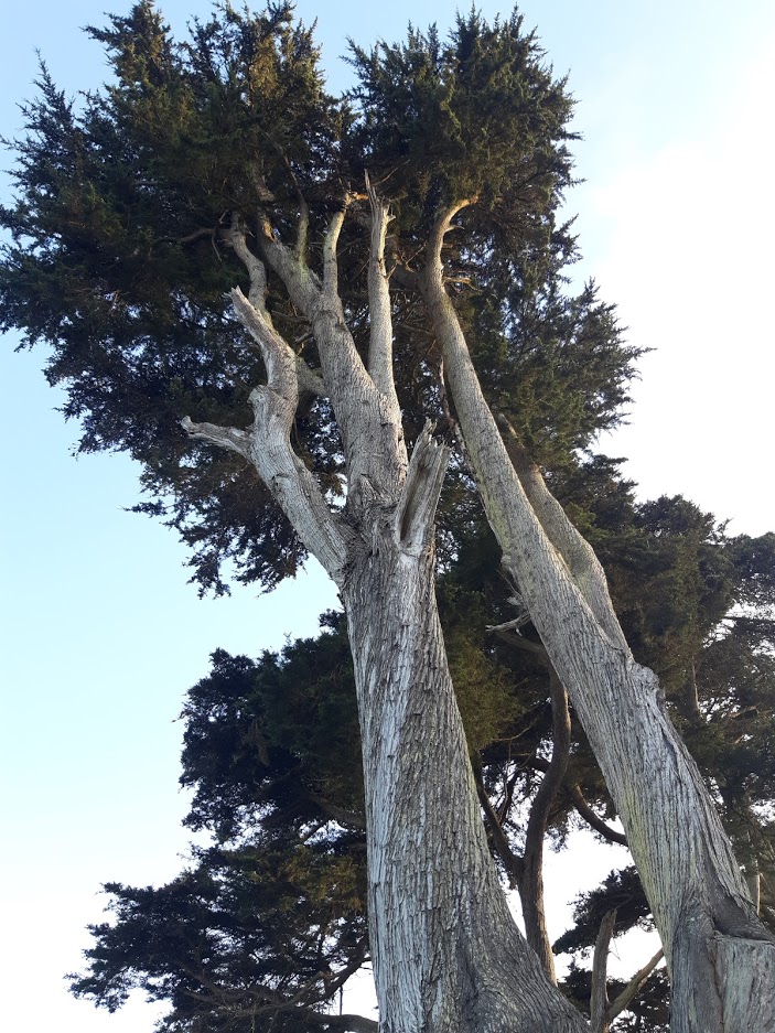 Legion of Honor VII 9.22.2020.jpg