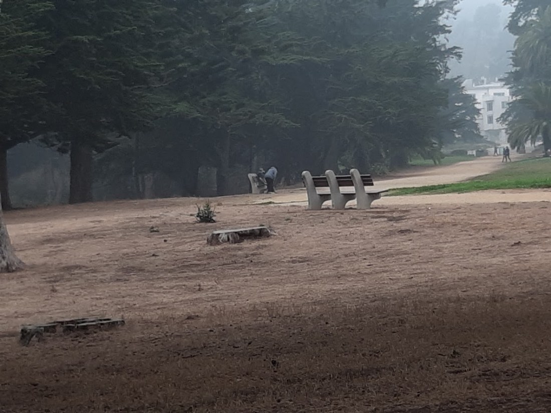 Sutro Park V 9.10.2020.jpg