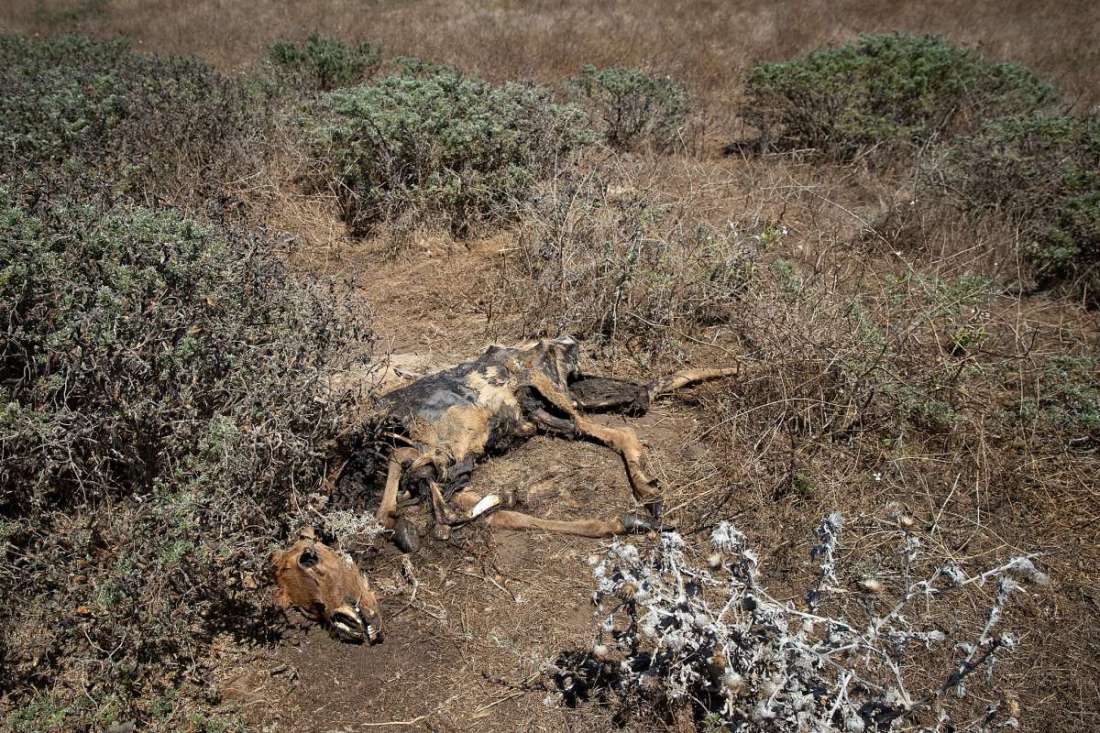 Tule Elk II 9.1.2020