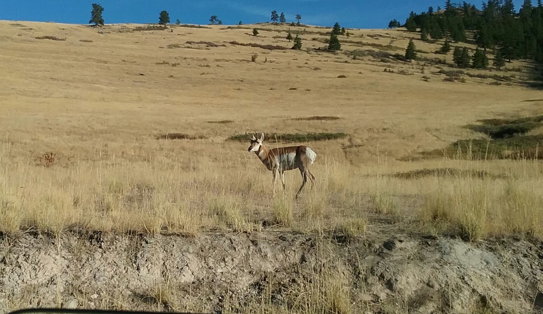 Montana National Bison Range 9.16.2017.jpg