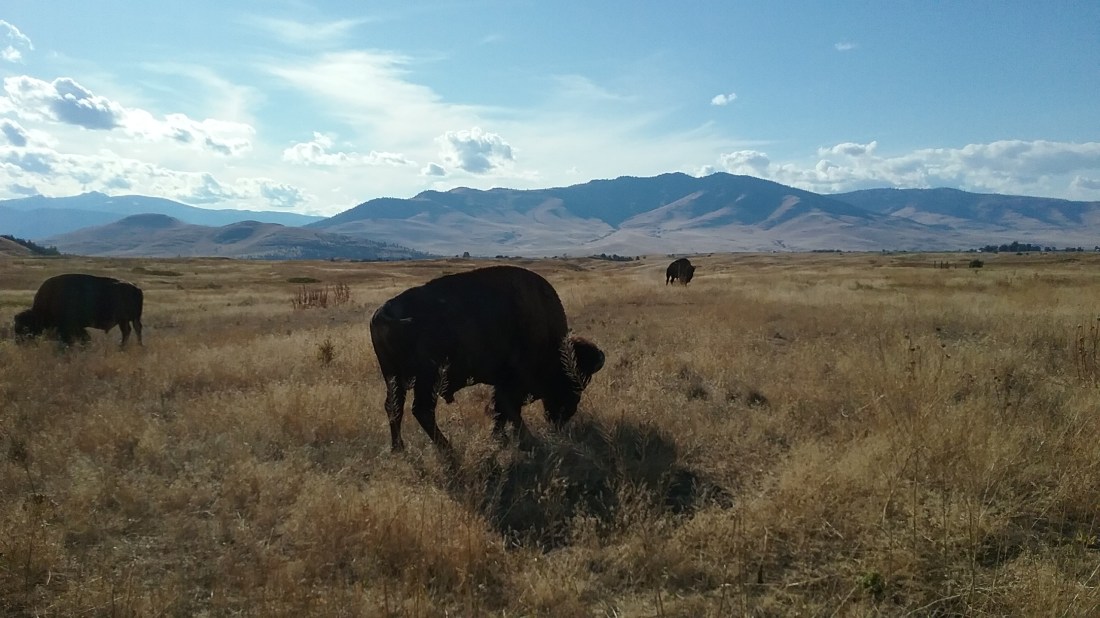 National Bison Range 9.16.2017.jpg
