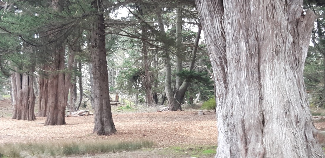 Picnic area I 12.25.2020.jpg