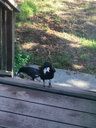 15 Crows on the stairs