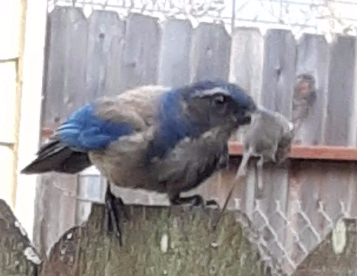 16 California scrub jay with prey 7.5.2021