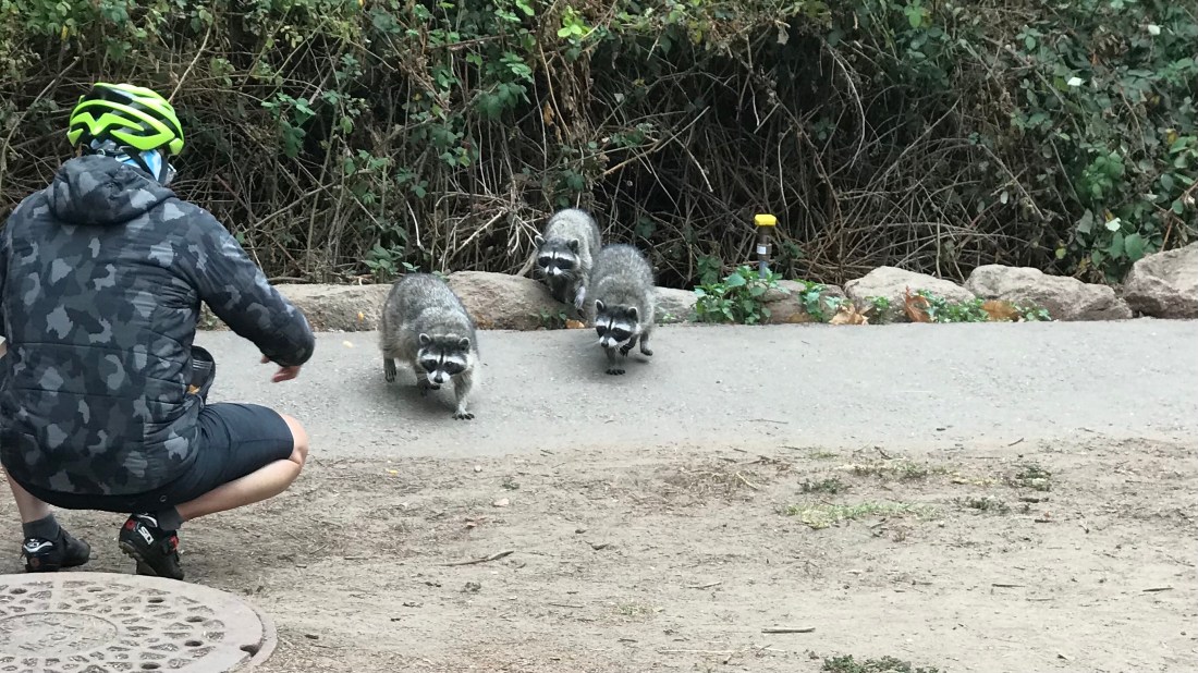 2 Raccoons.jpg