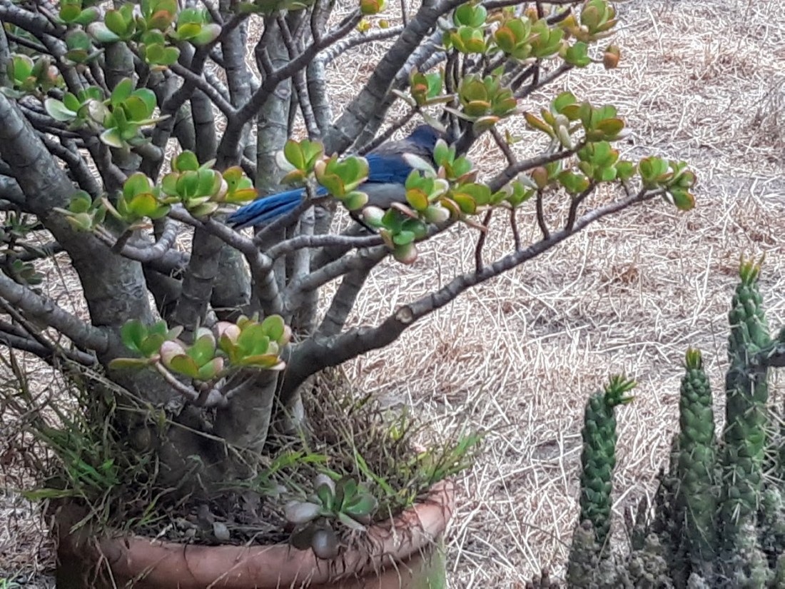 3 California scrub jay.jpg