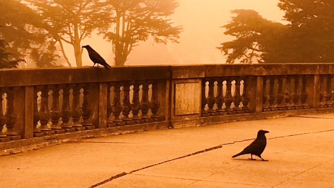 34 Crows on Bladerunner day.jpg