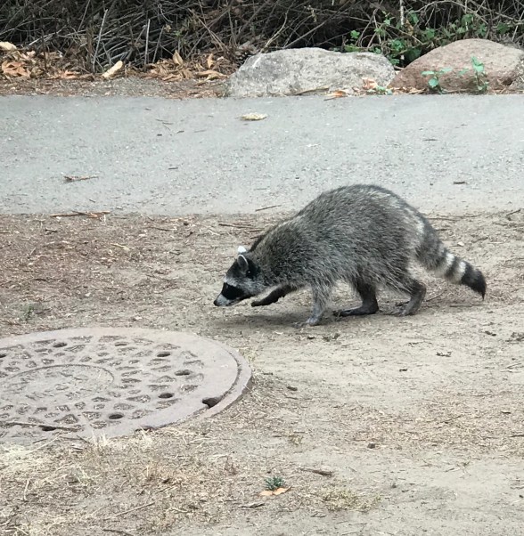 4-raccoons.jpg