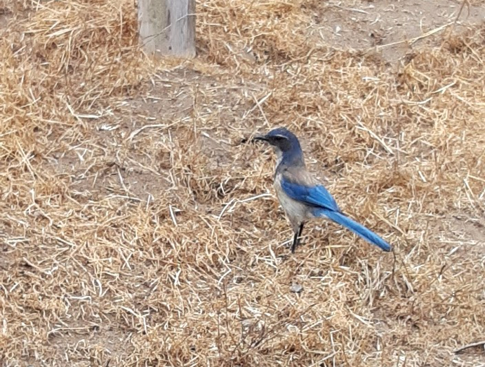 7-california-scrub-jay.jpg