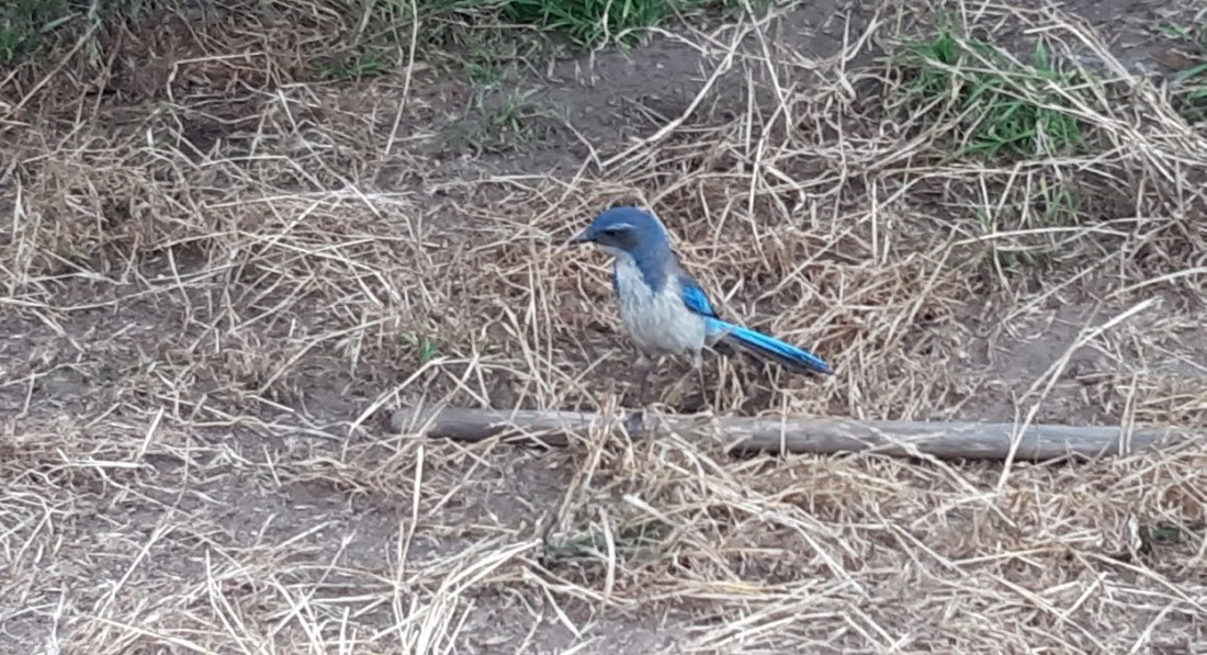 8-california-scrub-jay.jpg