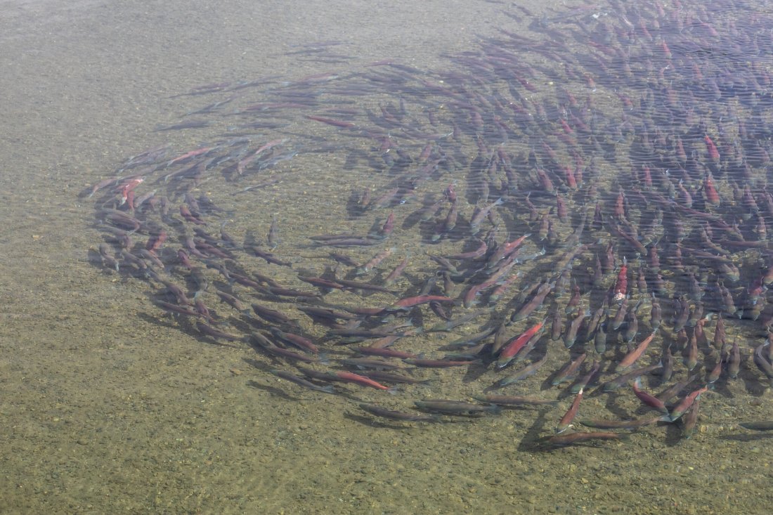 alaska wildlife refuge VI 9.9.2021.jpg