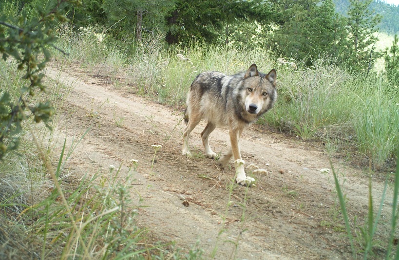 gray wolf IV 9.25.2021.jpg