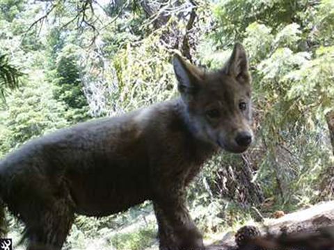 Gray wolf California II 10.4.2021