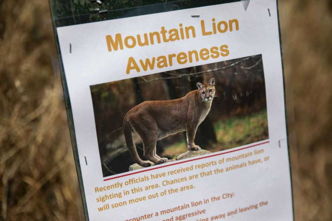 Mountain lion I 11.7.2021.jpg