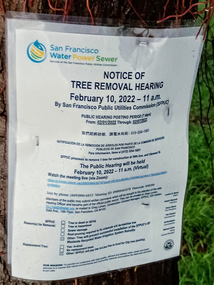 6 Clement Street tree.jpg