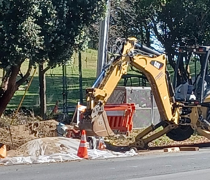 20 Clement Street tree