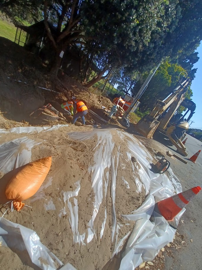 21 Clement Street tree.jpg