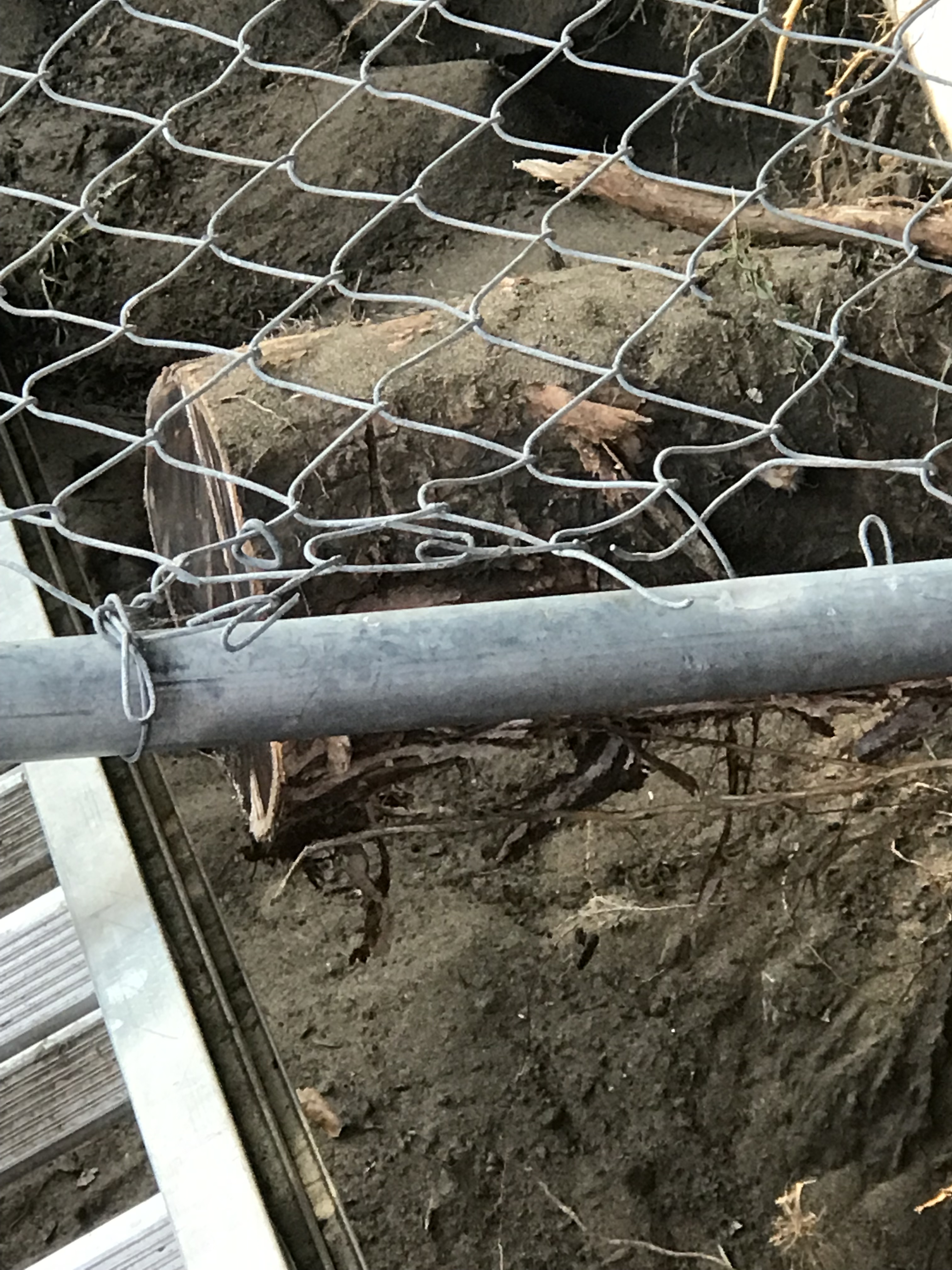 22 Clement Street tree.jpg