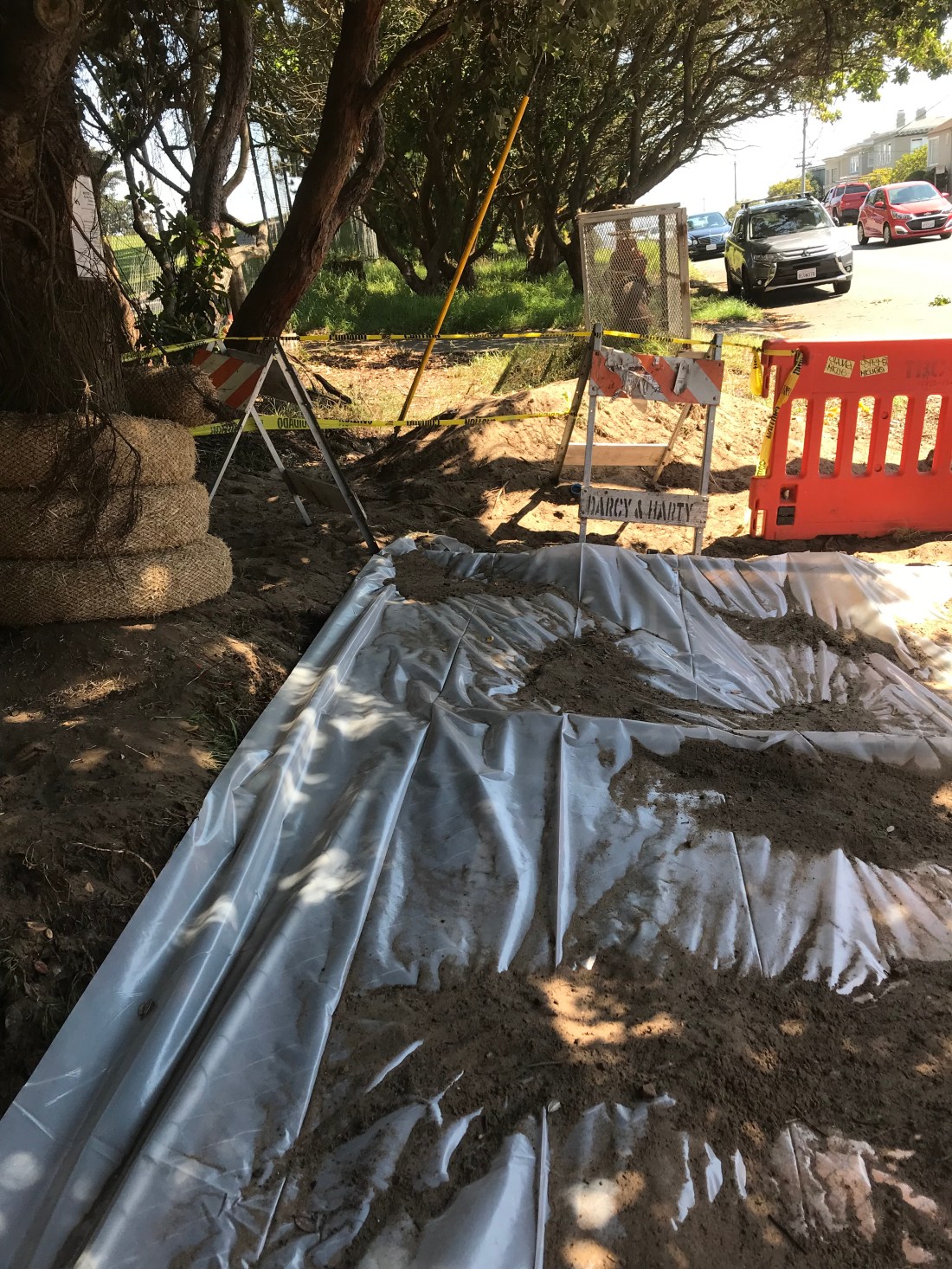 27 Clement Street tree