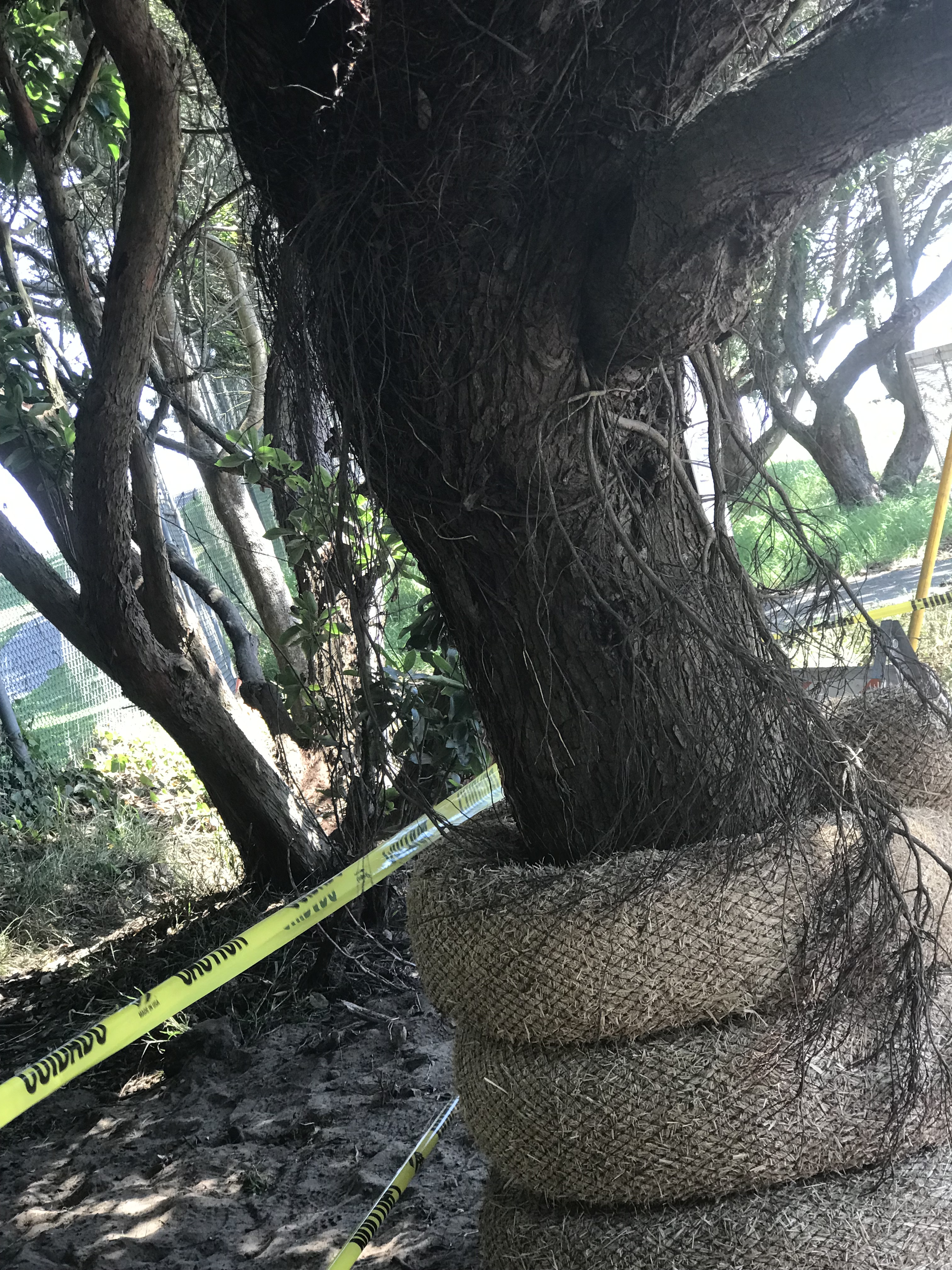 29 Clement Street tree.jpg