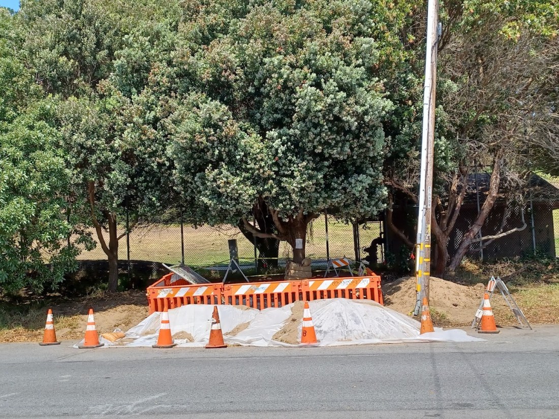 38 Clement Street tree 9.9.22