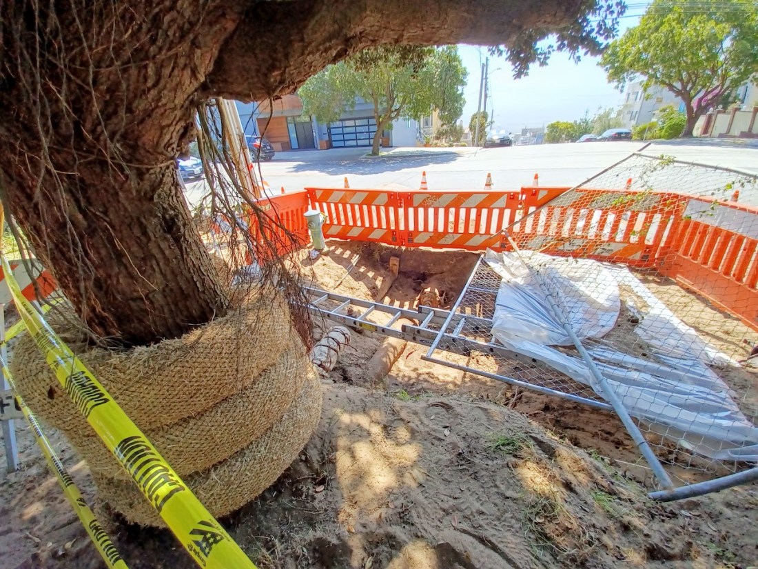 43 Clement Street tree 9.9.22