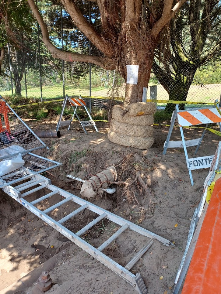 46 Clement Street tree 9.9.22