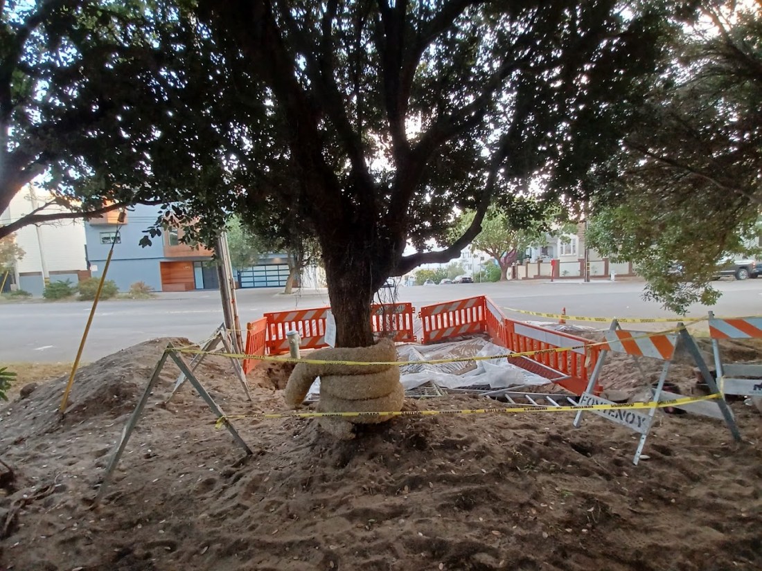 62 Clement Street tree 9.15.22.jpg