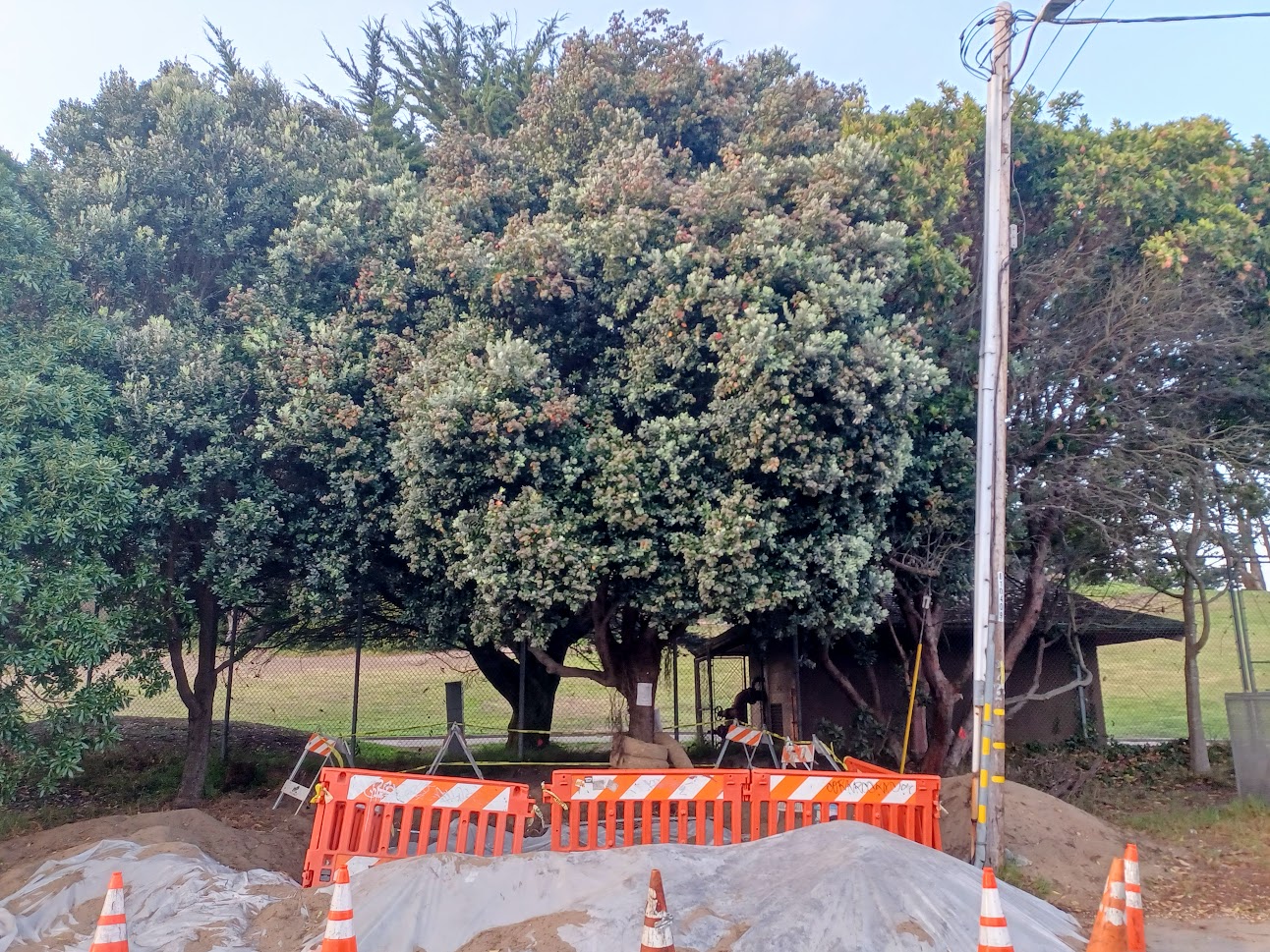 73 Clement Street tree 9.15.22.jpg