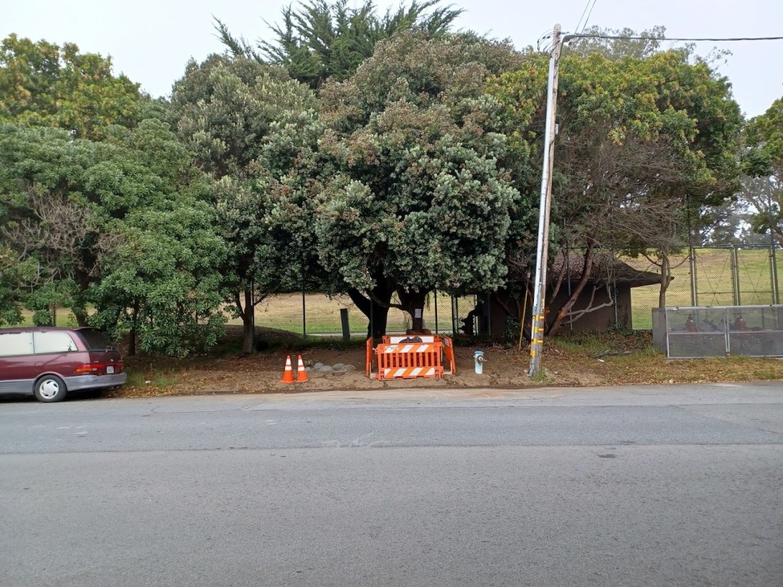 140 Clement Street tree 10.5.22.jpg