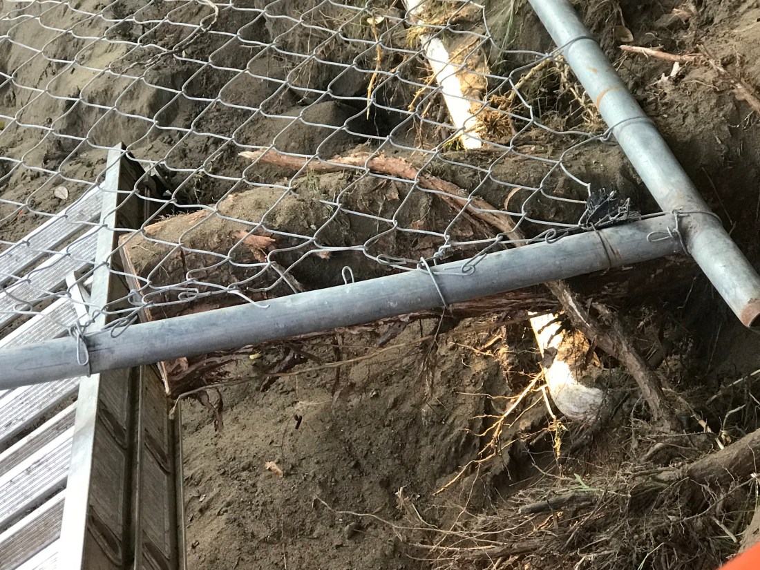 23 Clement Street tree.jpg